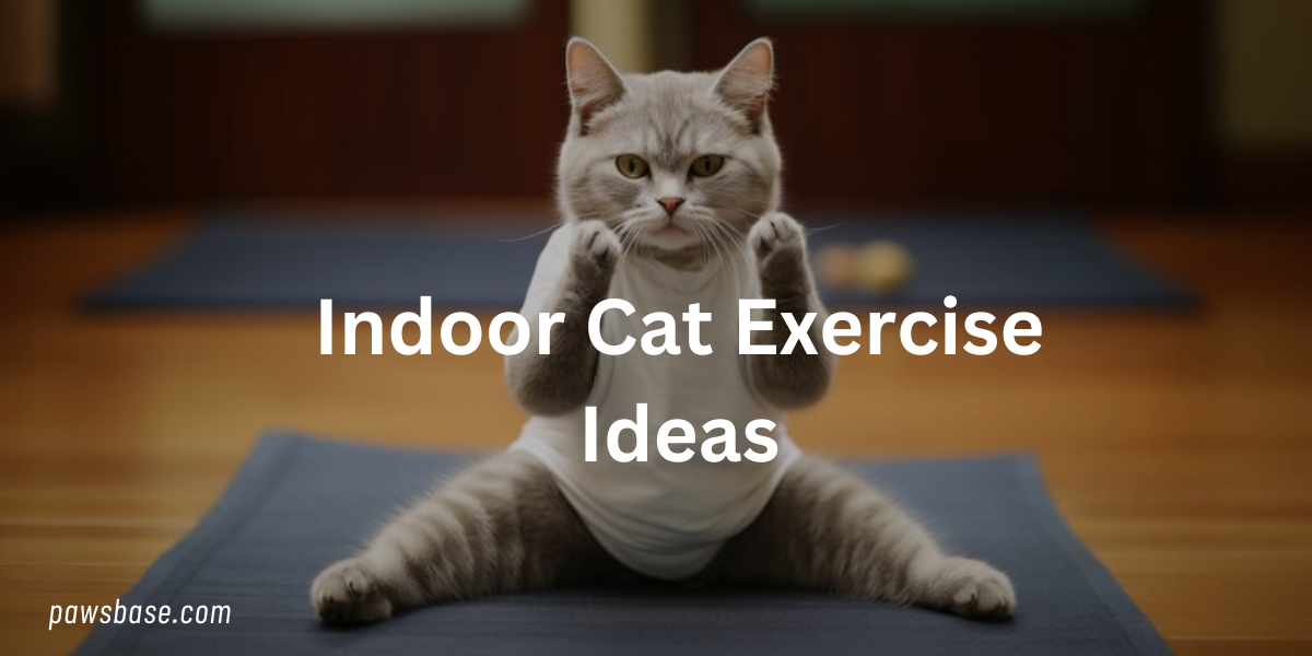 Indoor Cat Exercise Ideas