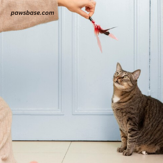 Image of a cat leaping to catch a feather wand