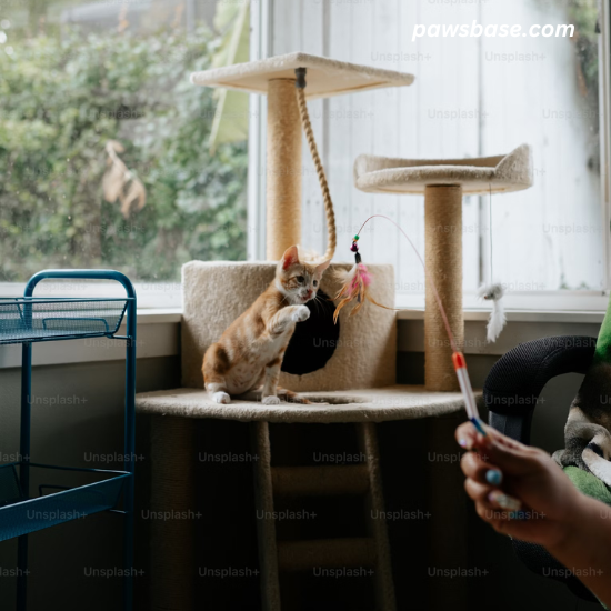 Images of a cat enjoying a routine, like feeding time