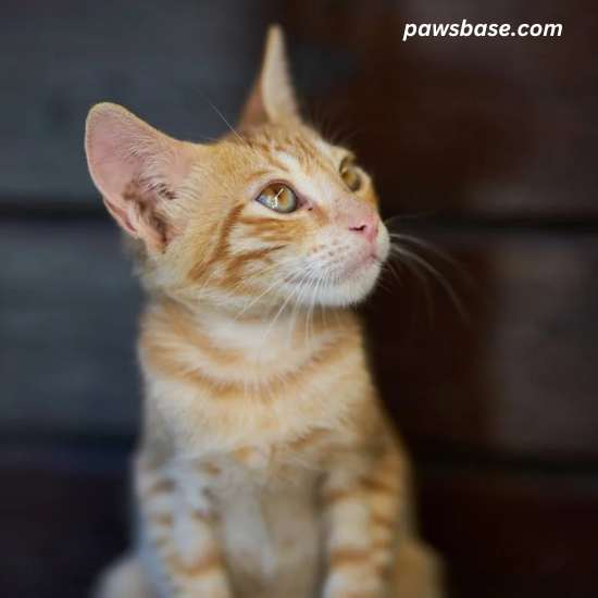 Prevention Tips Indoor Cats Get Ear Mites