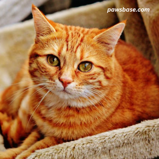 Prevention Tips Indoor Cats Get Ear Mites