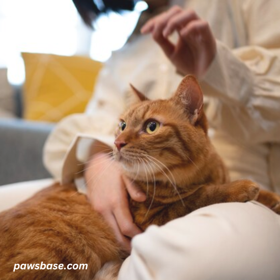 well-organized indoor space with cat