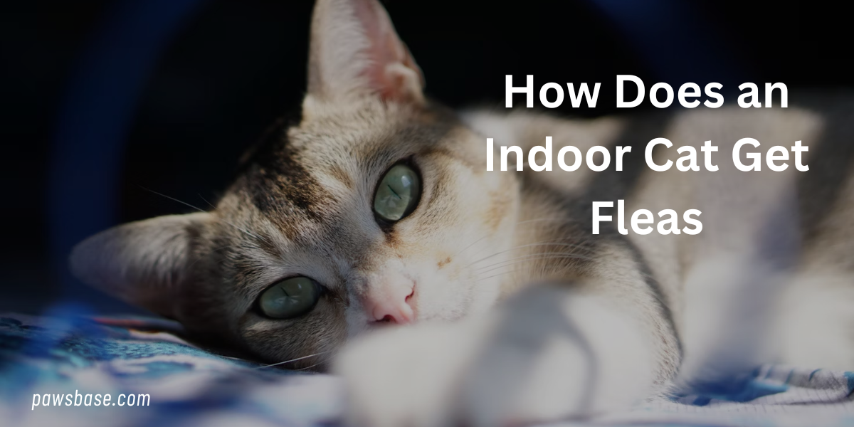 How Does an Indoor Cat Get Fleas