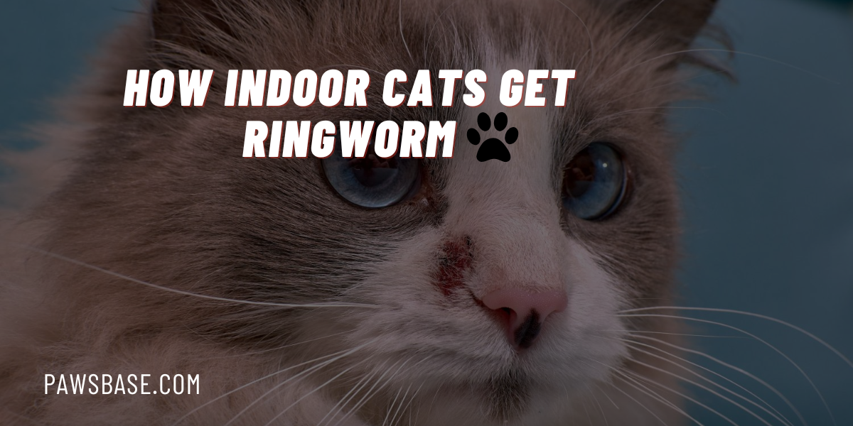 How Indoor Cats Get Ringworm