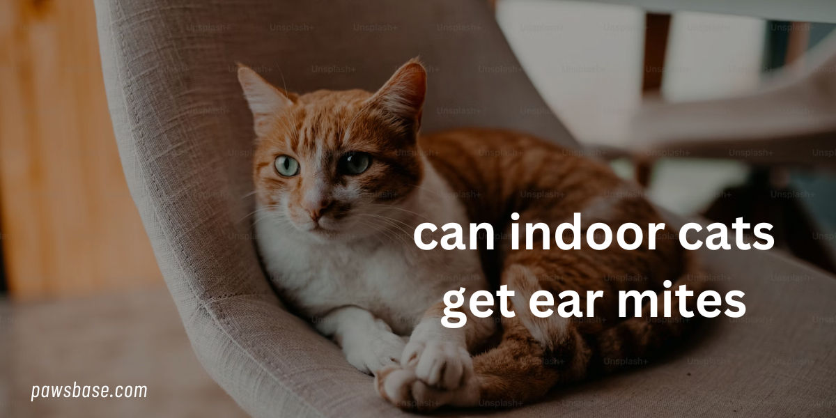 indoor cats get ear mites