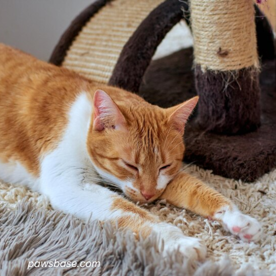 Images of cats showing  sleeping excessively