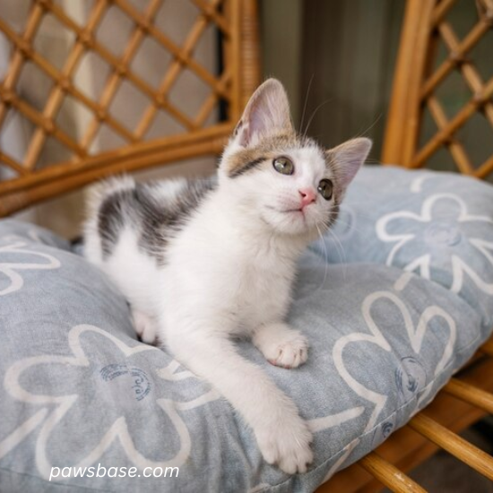 Happy indoor cat