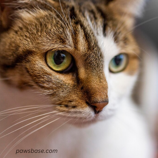 Close-up photos of an older cat’s face showing age signs.
