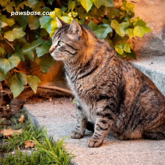 A cat setting in the stairing