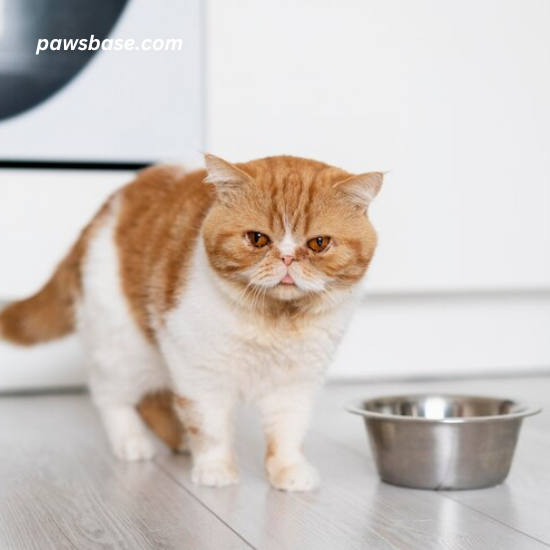 A cat ignoring its food bowl