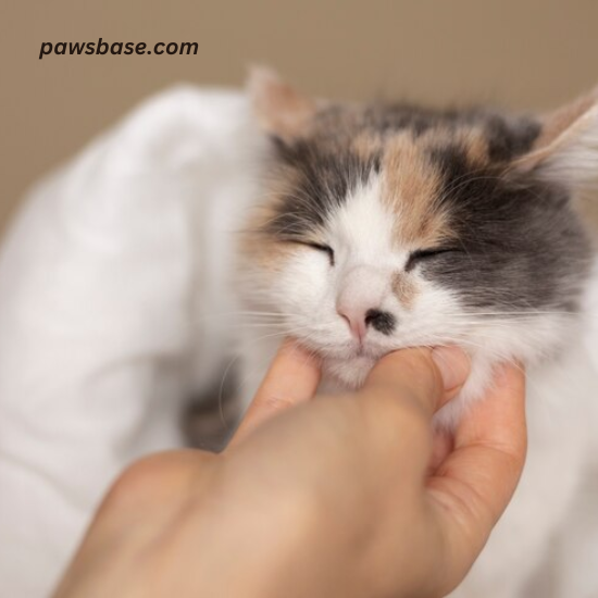  Picture of a cat grooming itsel