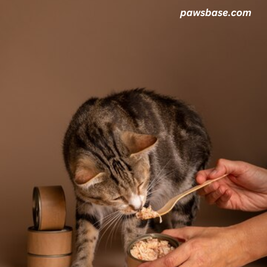 Raw and Homemade Diets for indoor cat