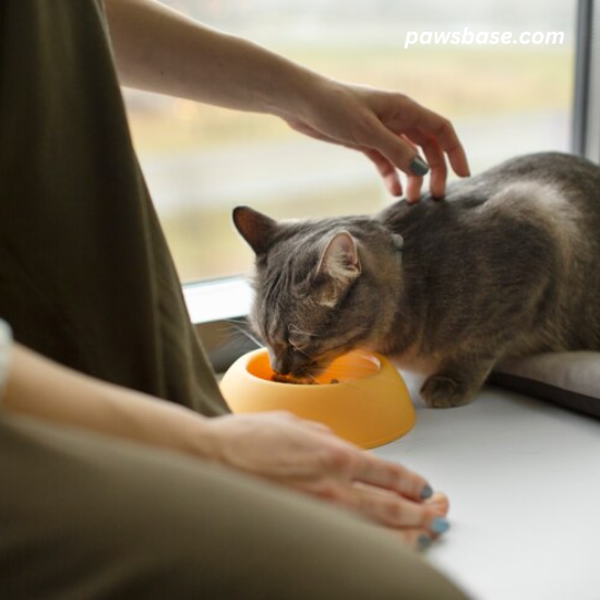 A cat eating from a bowl