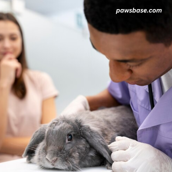 A cat being examined by a vet.