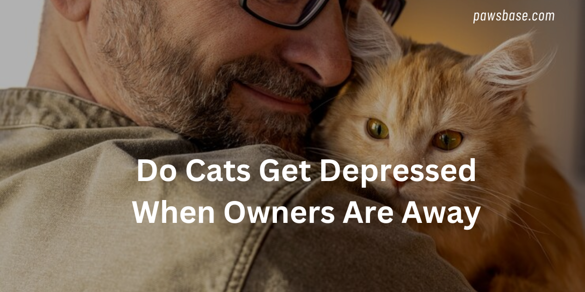 Do Cats Get Depressed When Owners Are Away