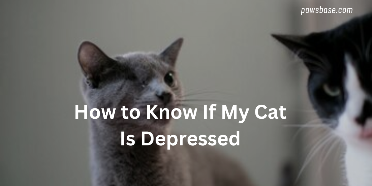 How to Know If My Cat Is Depressed