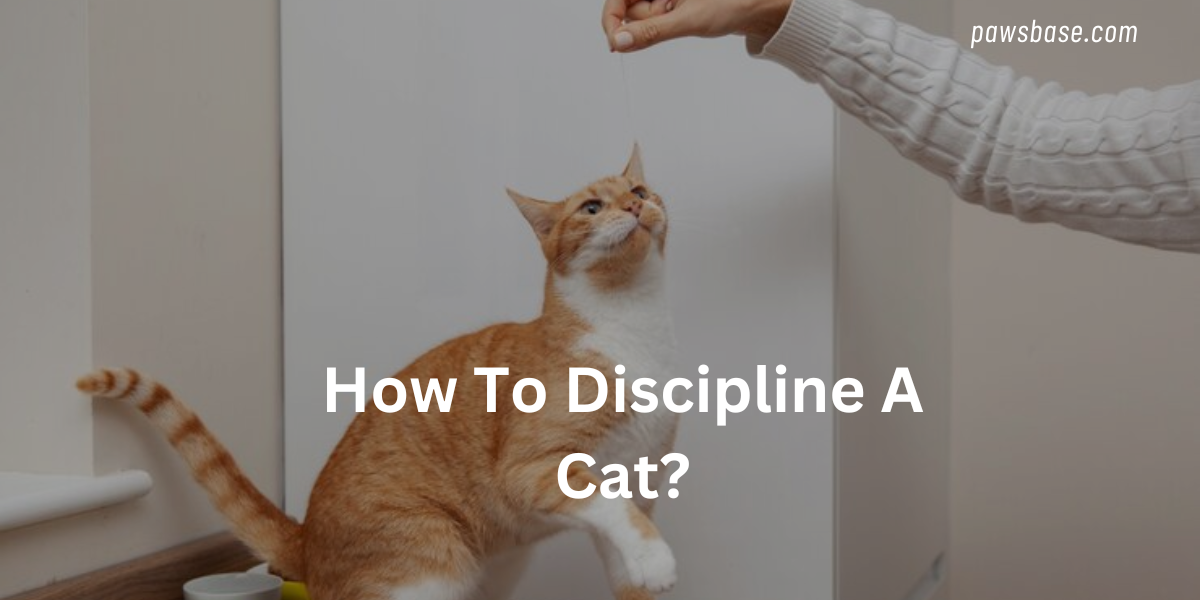 How To Discipline A Cat