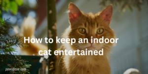 How to Keep an Indoor Cat Entertained