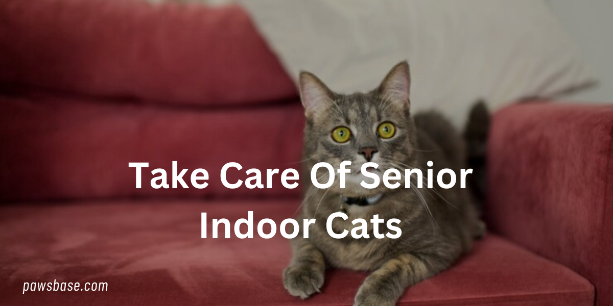 Take Care Of Senior Indoor Cats