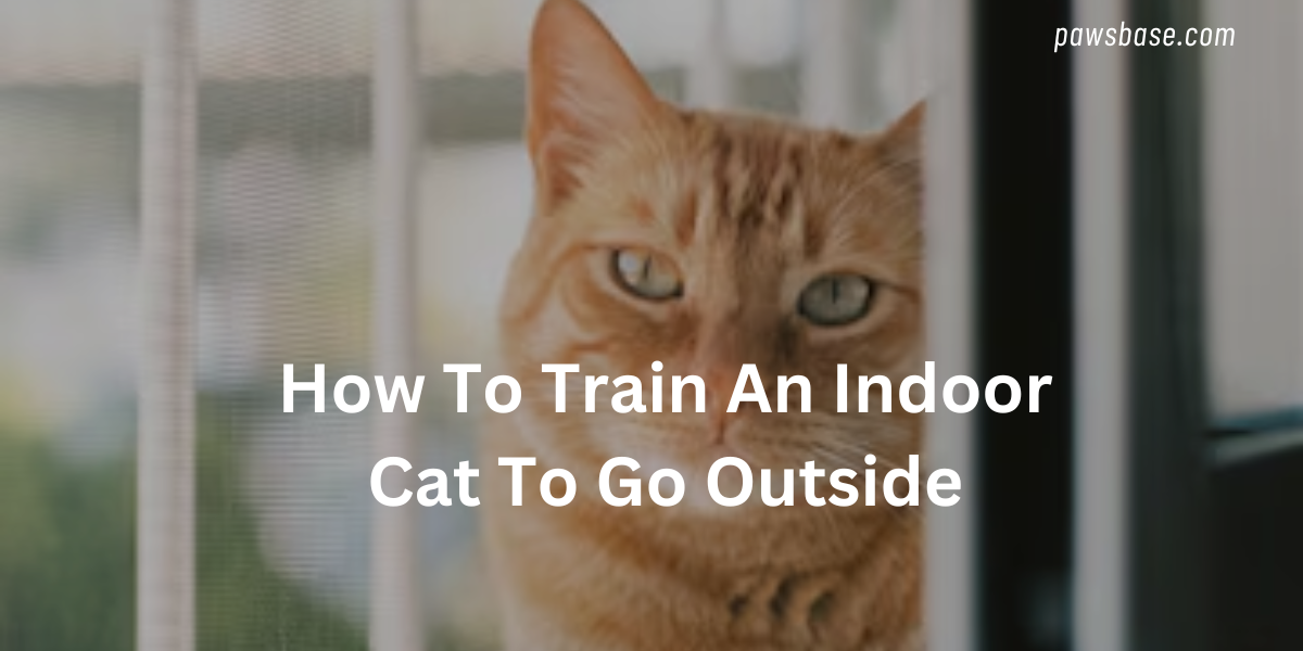 How to Train an Indoor Cat to Go Outside