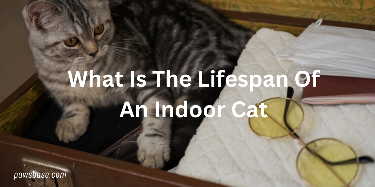 https://pawsbase.com/best-diet-for-indoor-cats/