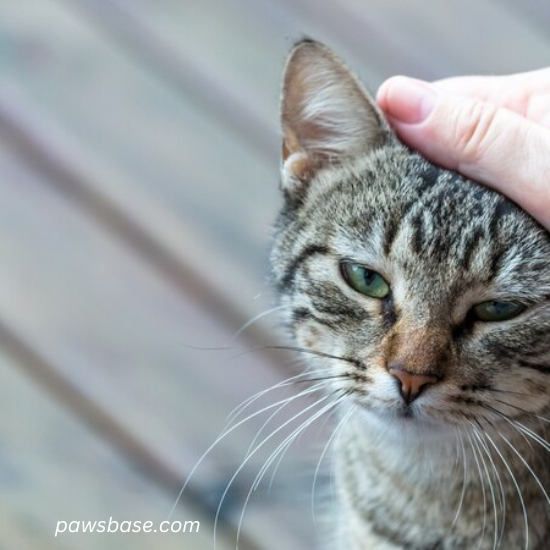 Signs Of Overgrooming In Cats 