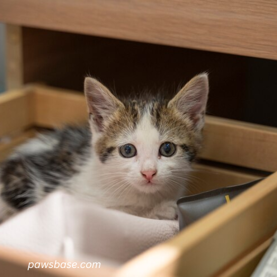 Cat Excessive Scratching Litter Box