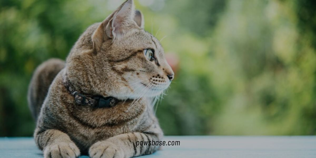 Best Tips for New Cat Owners