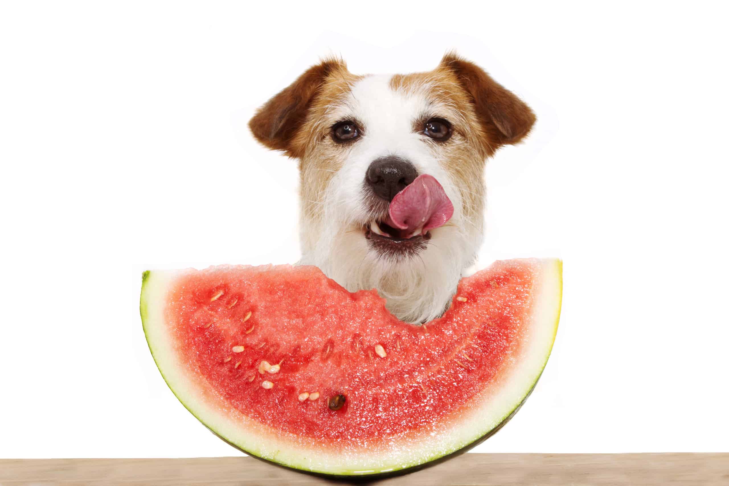 dog eating watermelon